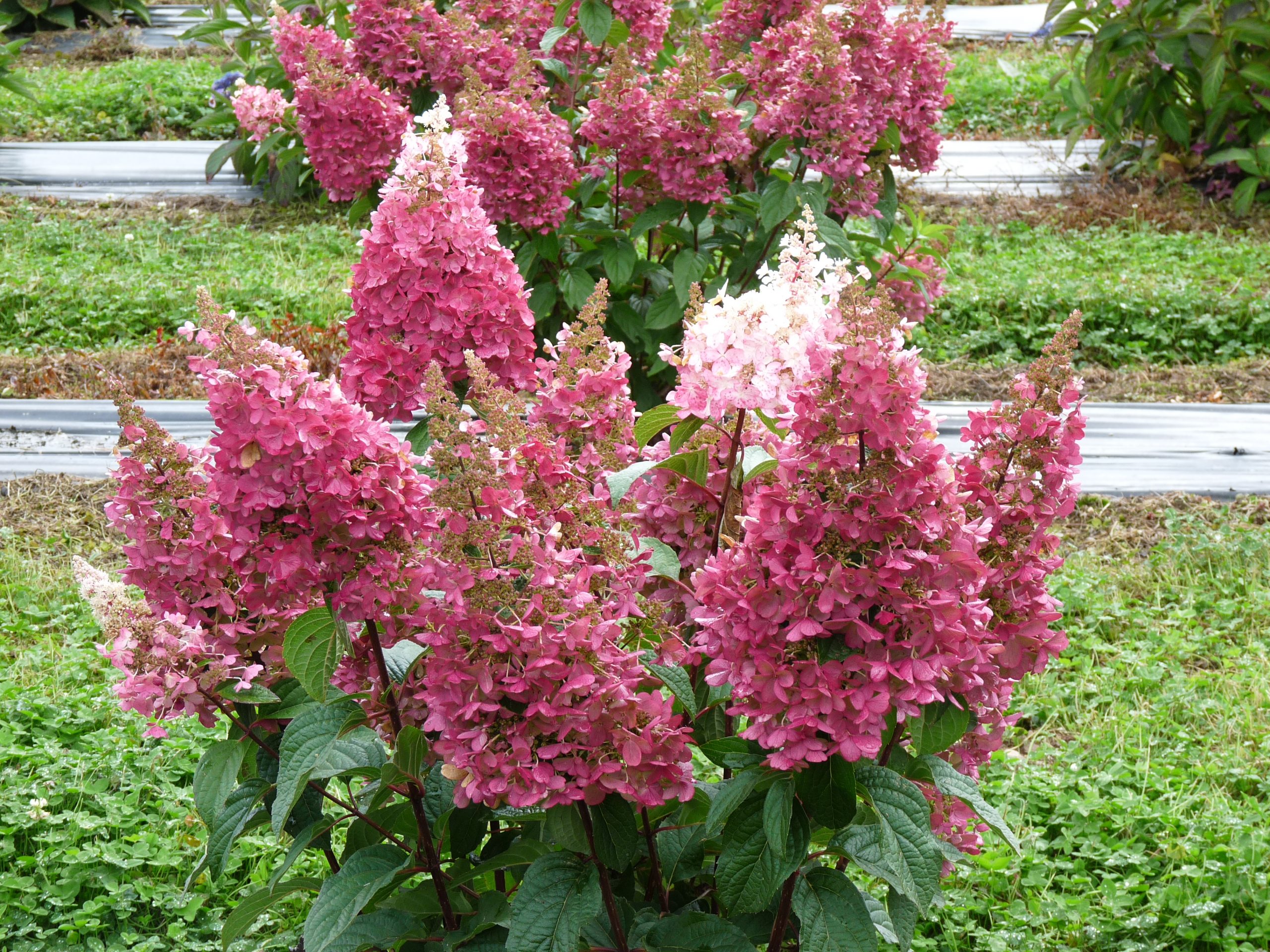 Les Hortensias du Haut Bois Pinky Winky hortensia paniculata godet