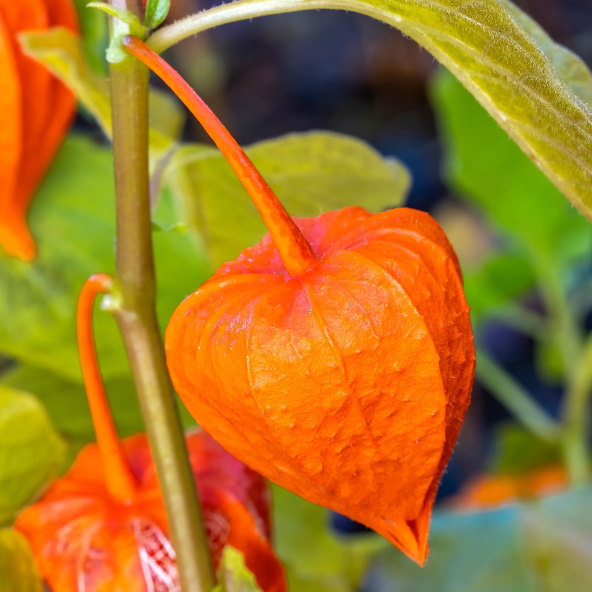 Bakker Plantes vivaces Physalis franchetii plante vivace pot 9cm lampions orange