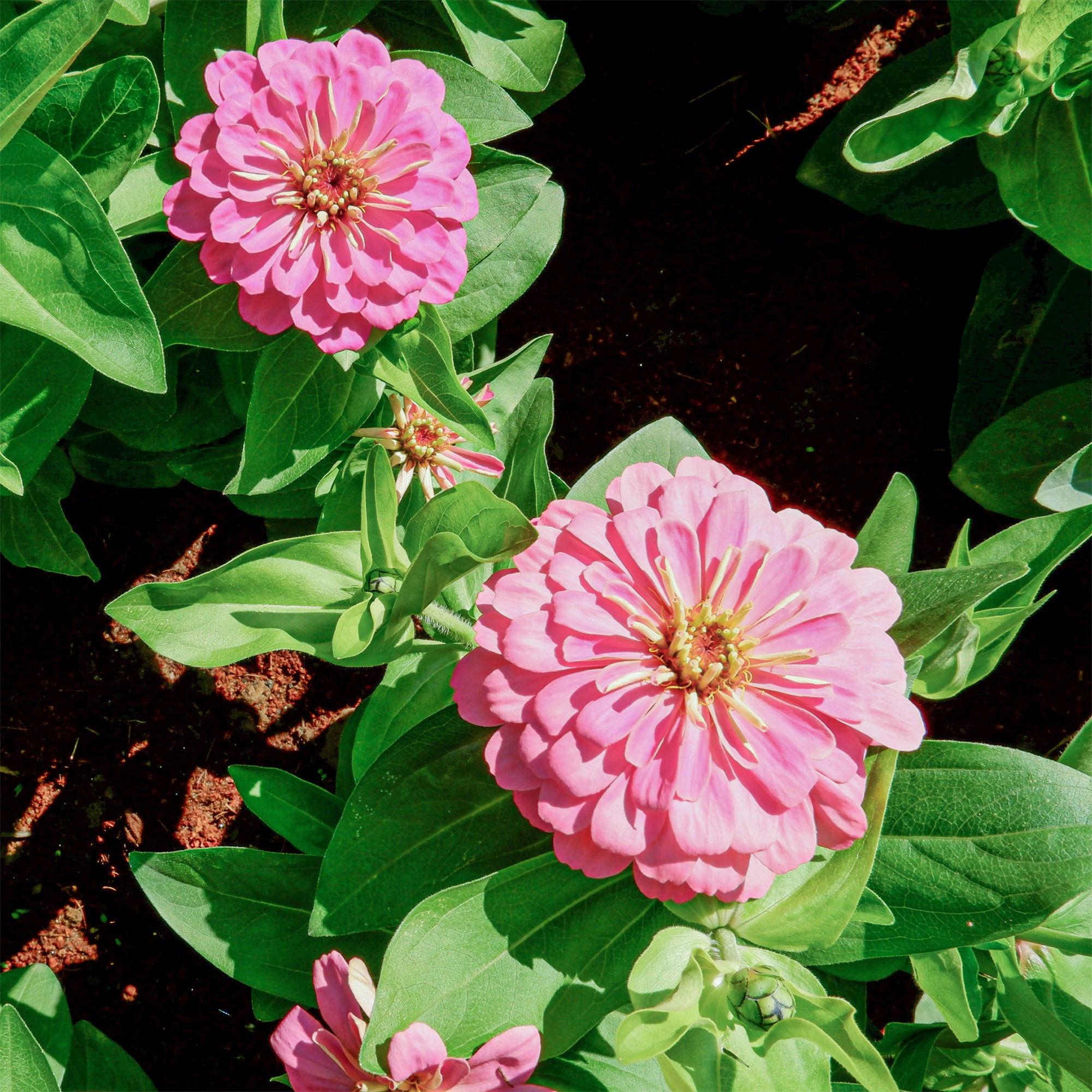 Bakker Zinnia rose fleur annuelle pot Ø 10,5 cm floraison abondante