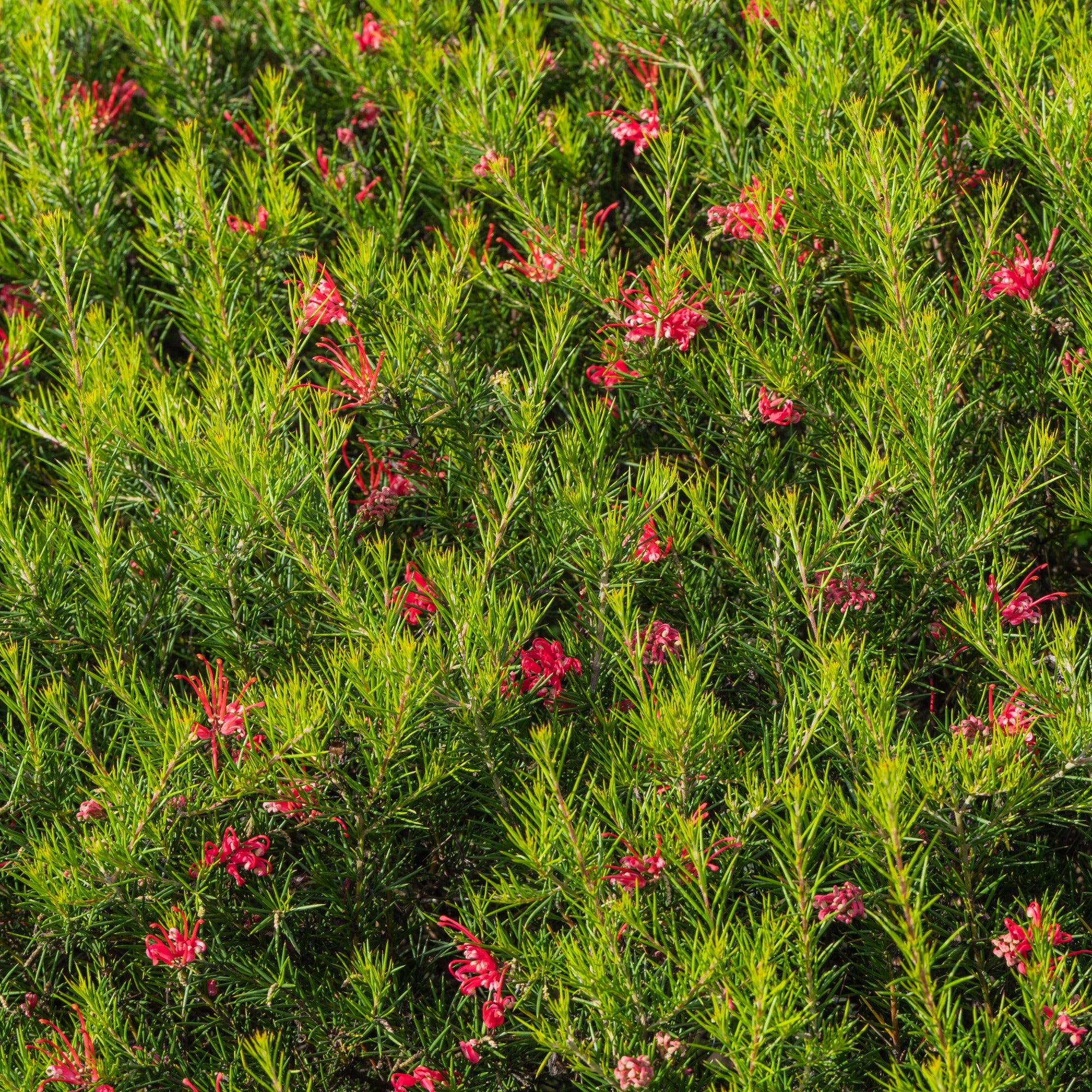 Bakker Grevillea juniperina arbuste fleurs rouges pot 1.3L