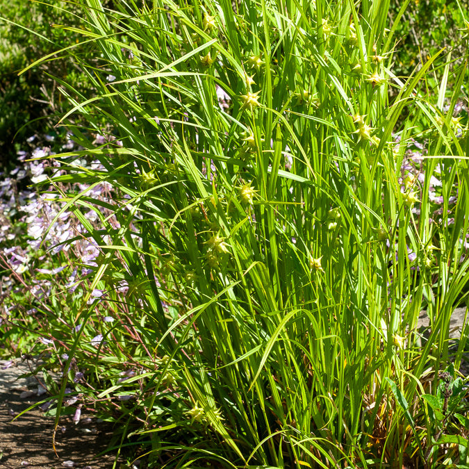 Bakker Laîche massue Carex grayi pot 9cm verte