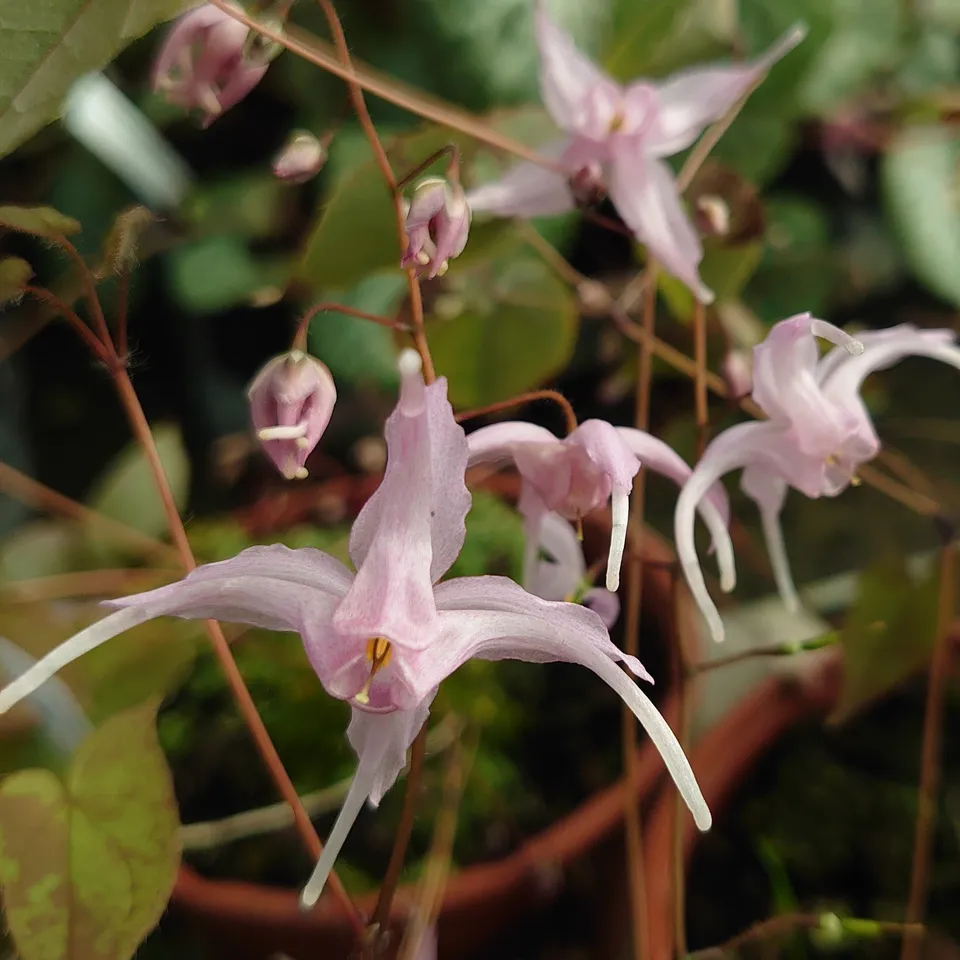 Passion Vivaces Epimedium x Togen plante vivace pot 1L rose clair