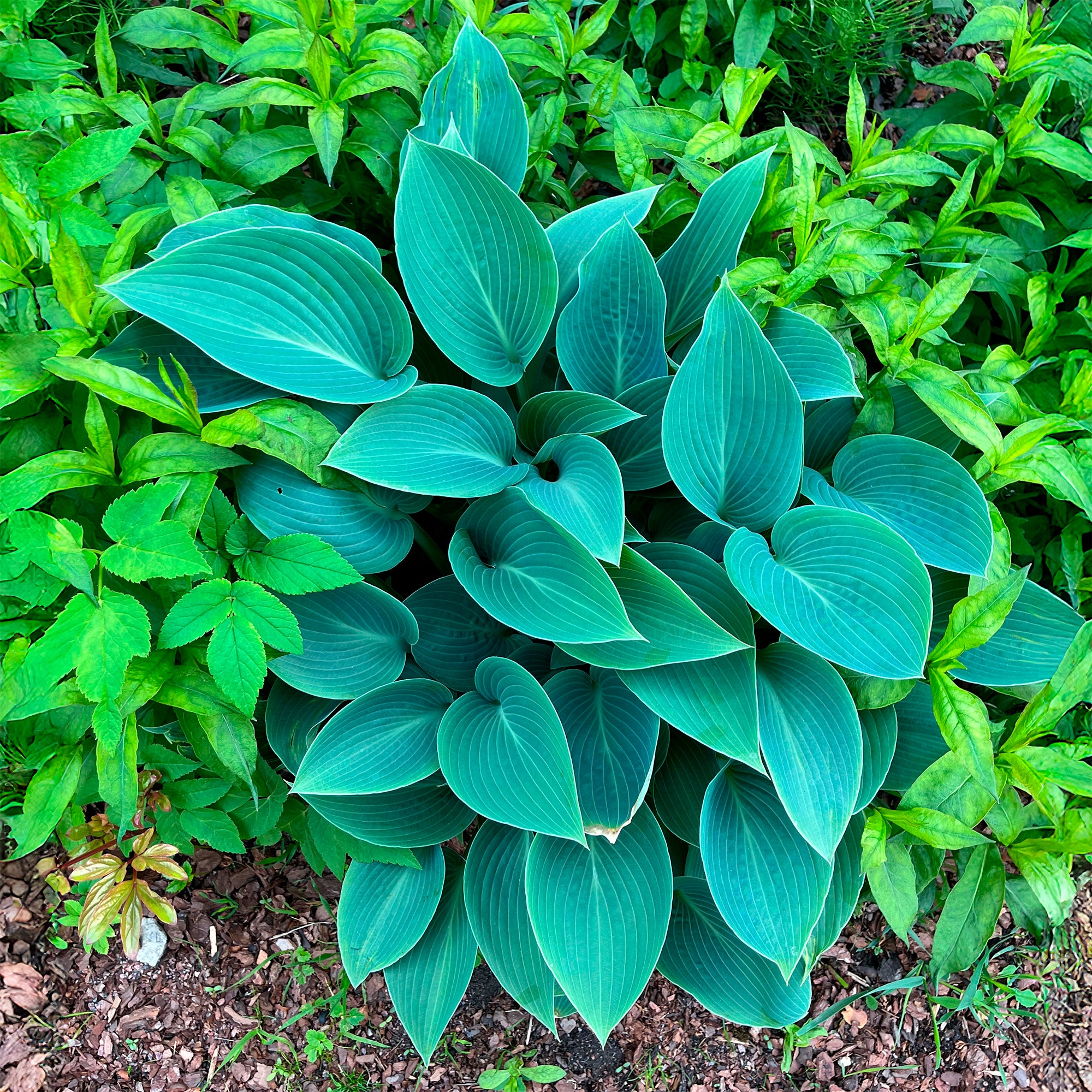 Bakker Hosta Halcyon vivace bleue pot 8 cm ombre