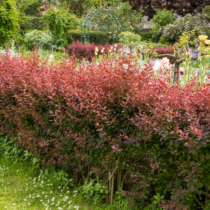 Bakker Haie Berberis rouges 10 racines nues 30-40cm