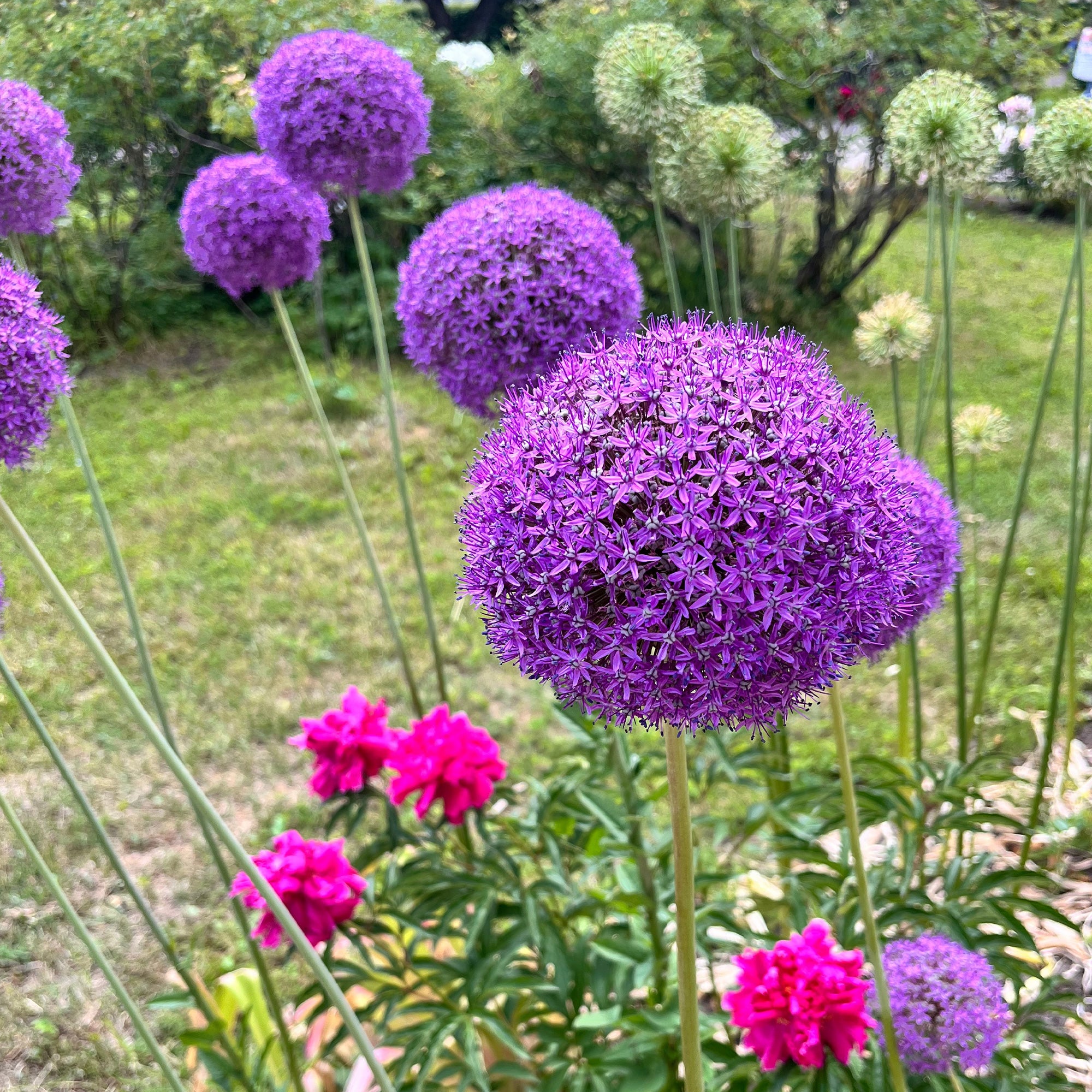 Bakker Bulbes à fleurs Allium Gladiator violet sachet 2 bulbes