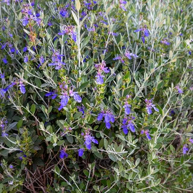 Bakker Azureum germandrée arbustive pot 2L bleu sec