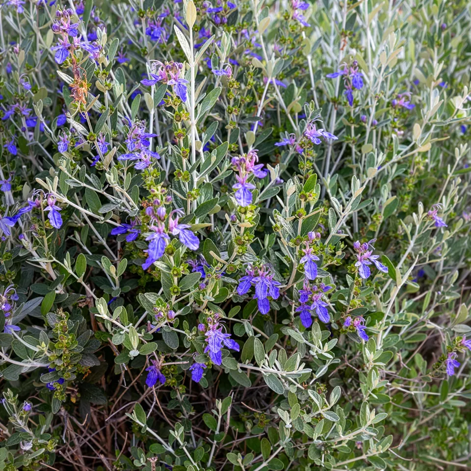 Bakker Azureum germandrée arbustive pot 2L bleu sec