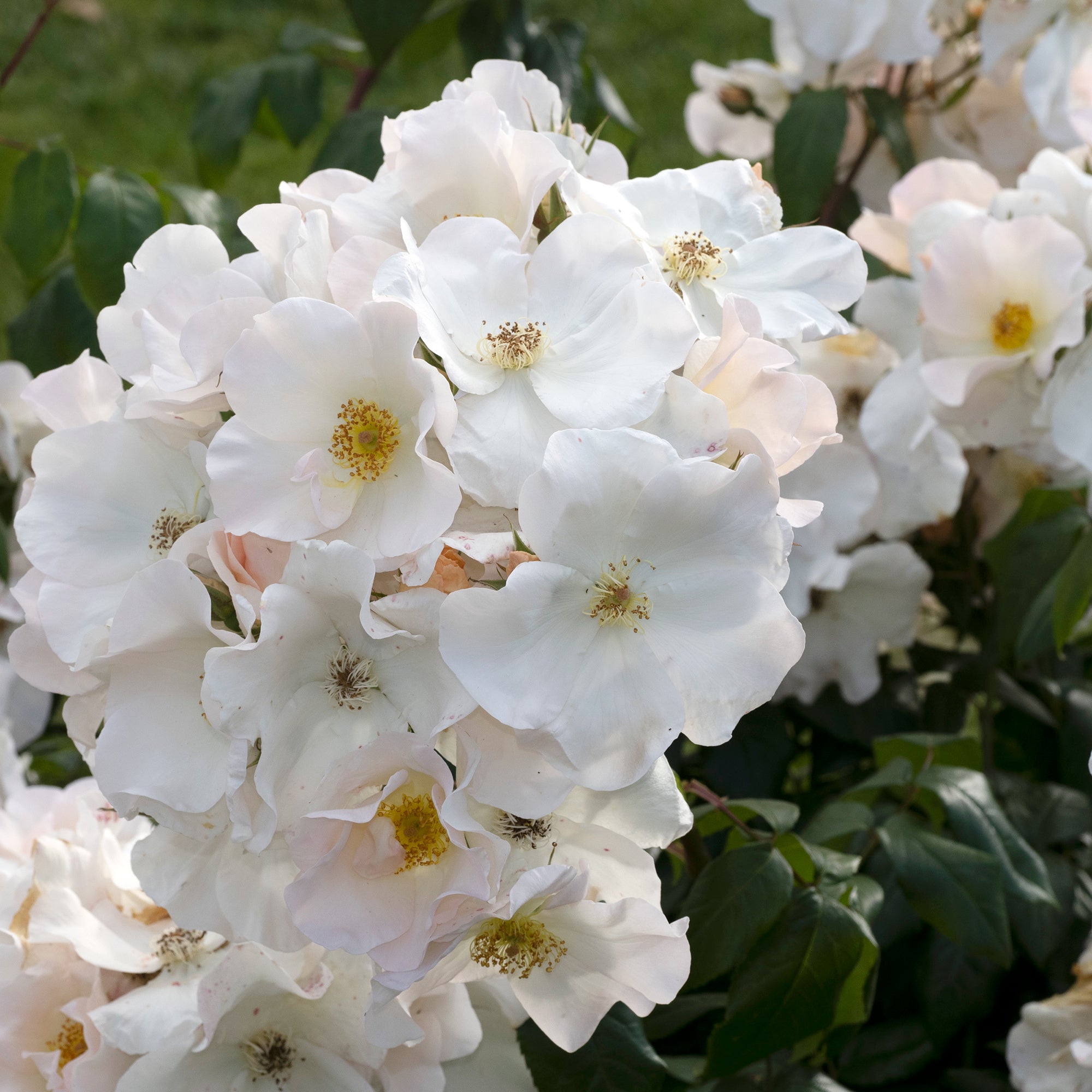 Bakker Sally Holmes rosier arbustif pot 4L blanc