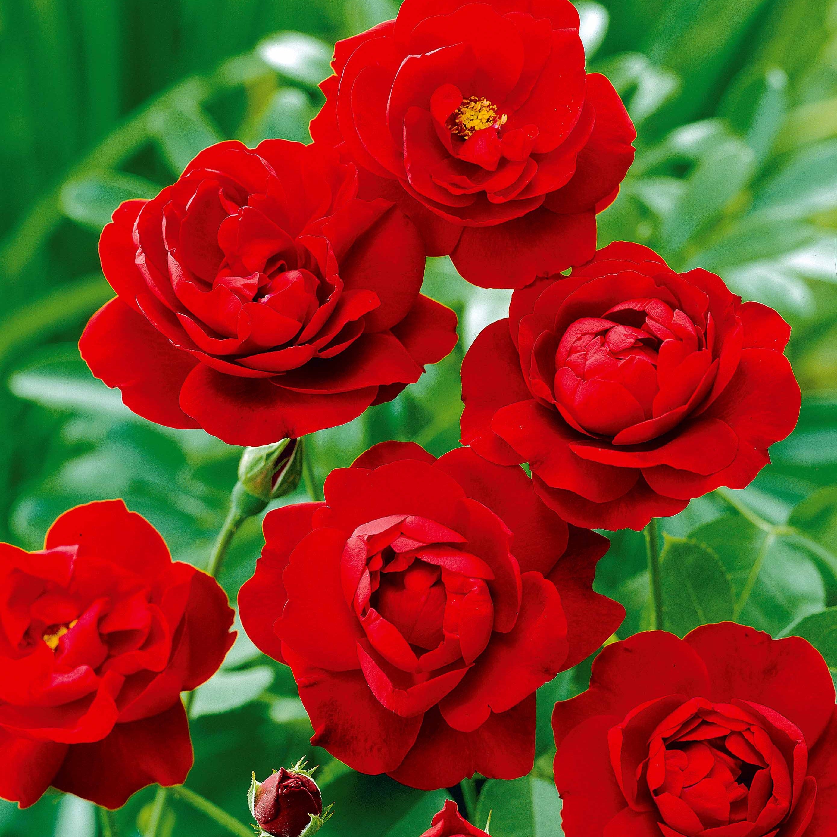 Bakker Rosiers Rosier à massif rouge racine nue floraison continue