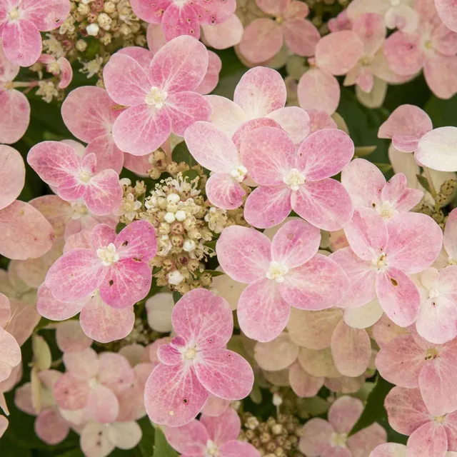 Bakker Hortensia Switch Ophelia arbuste pot 3L blanc rose