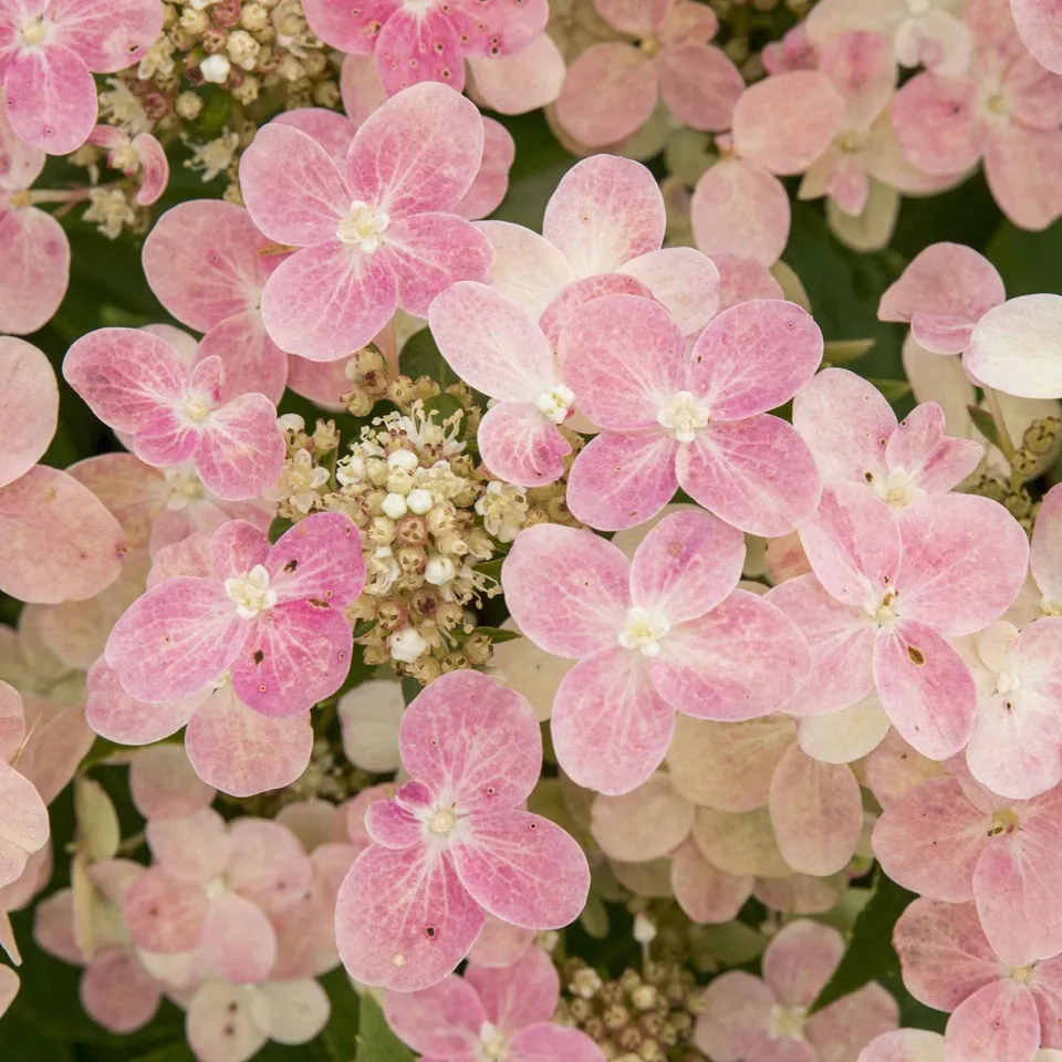 Bakker Hortensia Switch Ophelia arbuste pot 3L blanc rose