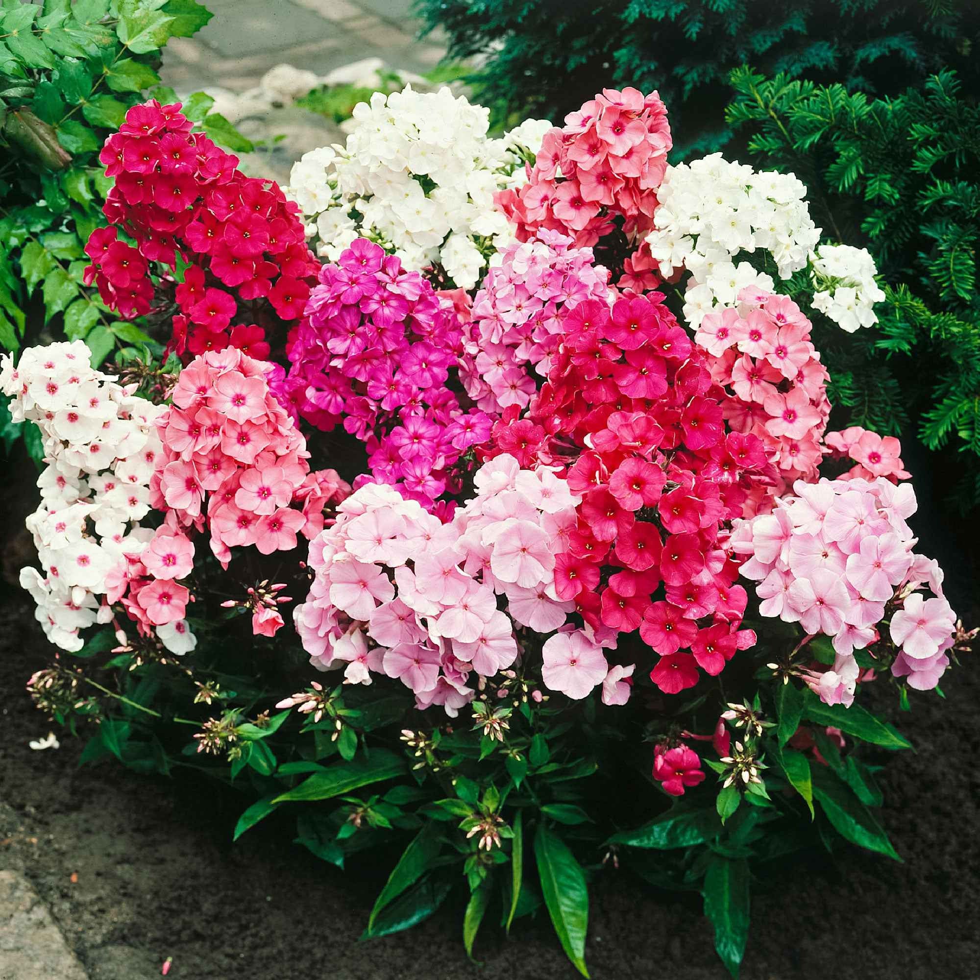 Bakker Phlox paniculata mélange 5 racines nues parfumé