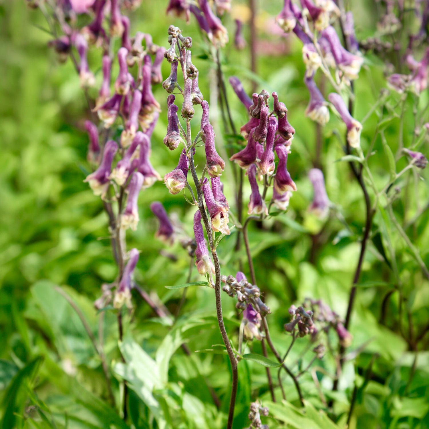Bakker Aconit Purple Sparrow plante vivace pot Ø 9cm violet
