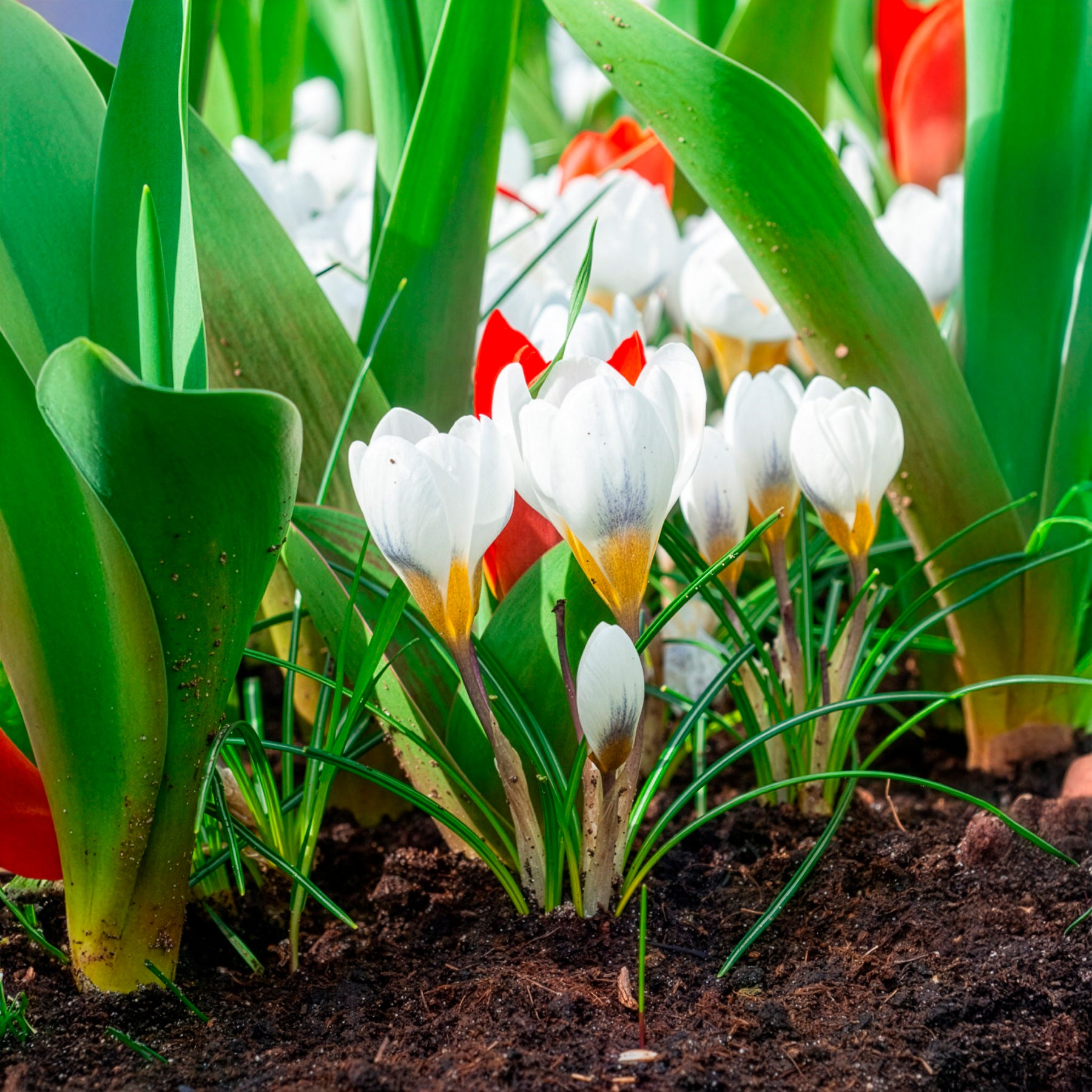 Bakker 10 Crocus Ard Schenk bulbes sachet blanc jaune