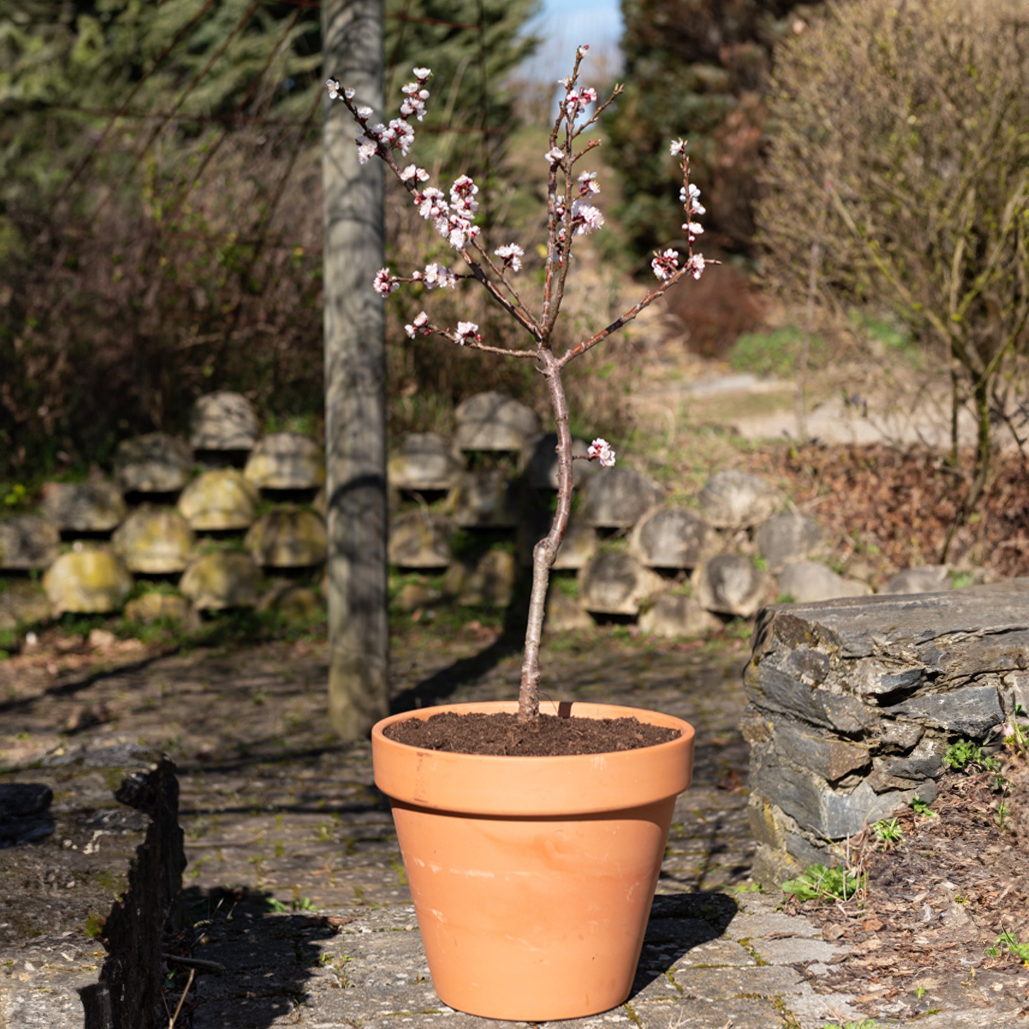 Bakker Aprigold mini-abricotier scion abricots pot