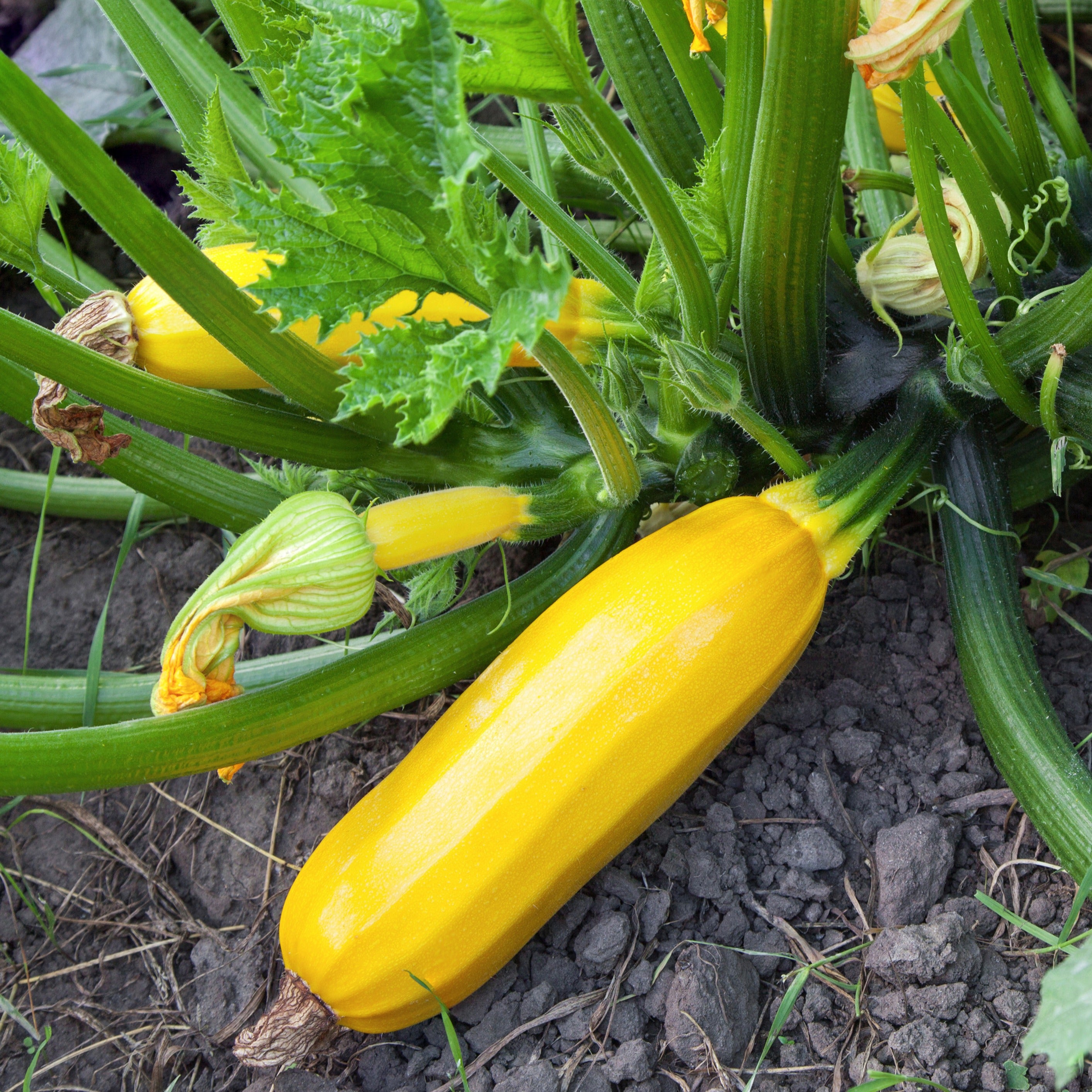 Bakker Courgette jaune Sunlight F1 plants 3 jaune précoce
