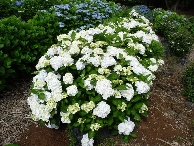 Les Hortensias du Haut Bois Rahic hortensia macrophylla boule godet