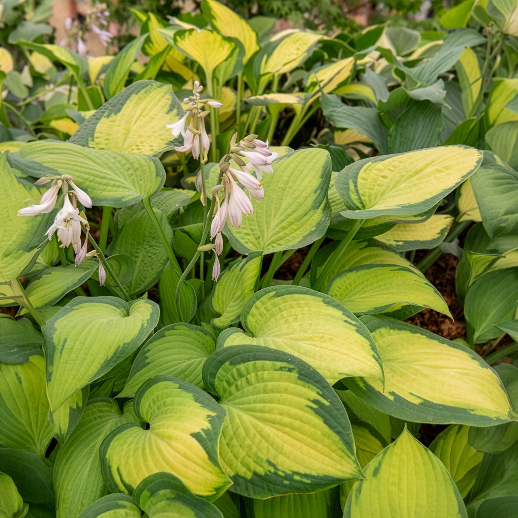 Bakker Paul's Glory hosta pot 3L feuillage doré ombre
