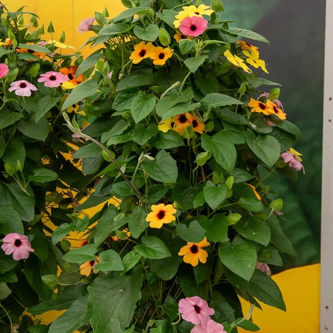 Bakker Sunny Susy suzannes yeux noirs 3 pots mélange