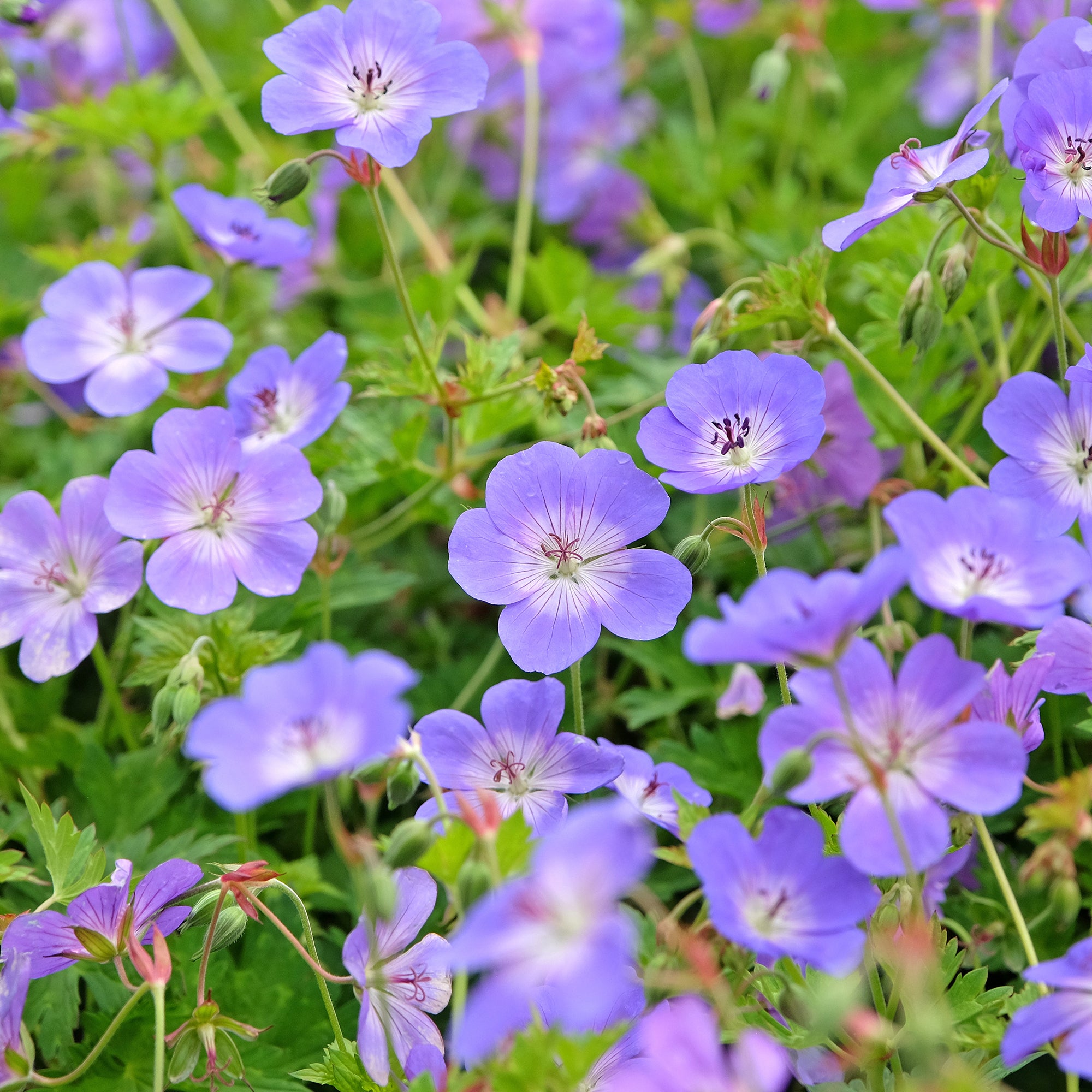 Bakker Rozanne géranium vivace pot 9cm violet floraison longue