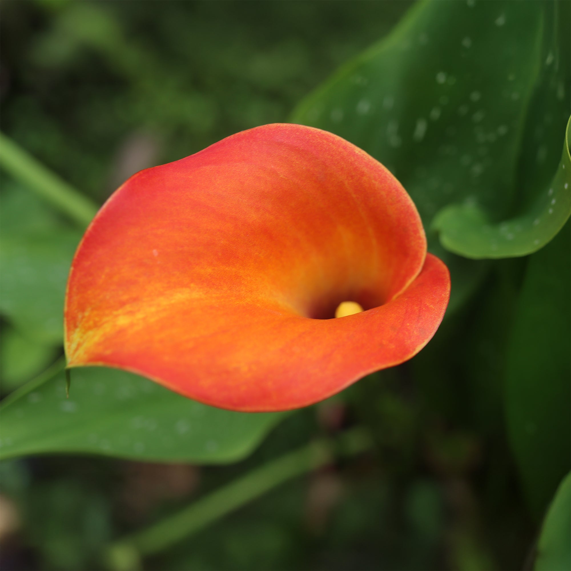 Bakker Peach Pearl Calla Bulbe à Fleurs Lot 2 Orange