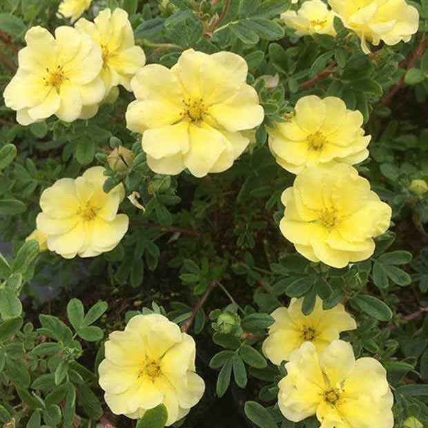 Bakker Potentille Lemon Meringue arbuste jaune pot 8cm