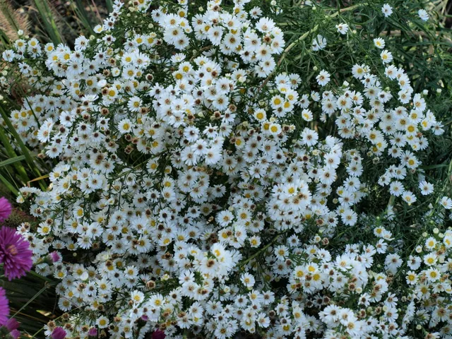 Passion Vivaces Aster ericoides Hug vivace godet fleur blanche