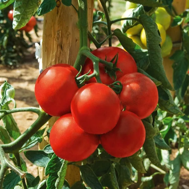 Bakker Tomate Montfavet 63/5 F1 sachet 60 graines rouge