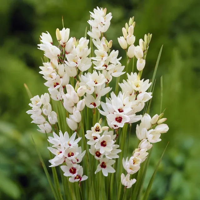 Bakker Lis des blés Ixia Giant bulbes sachet 25 blanc