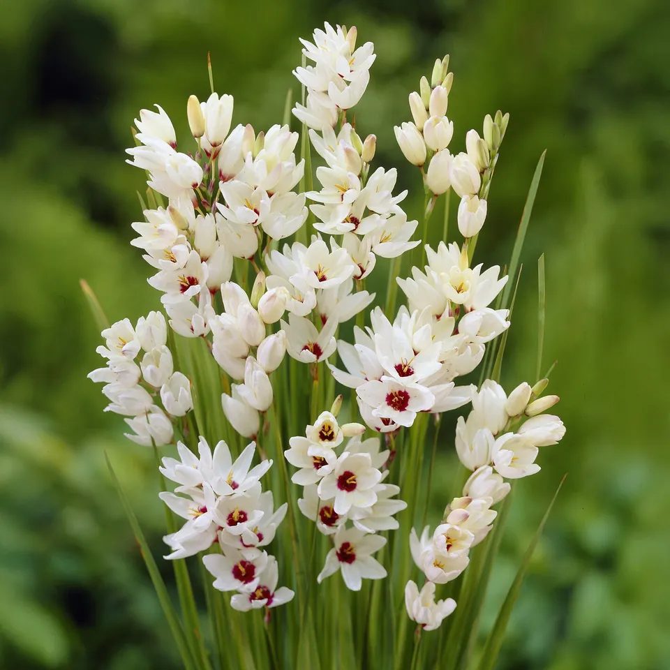 Bakker Lis des blés Ixia Giant bulbes sachet 25 blanc