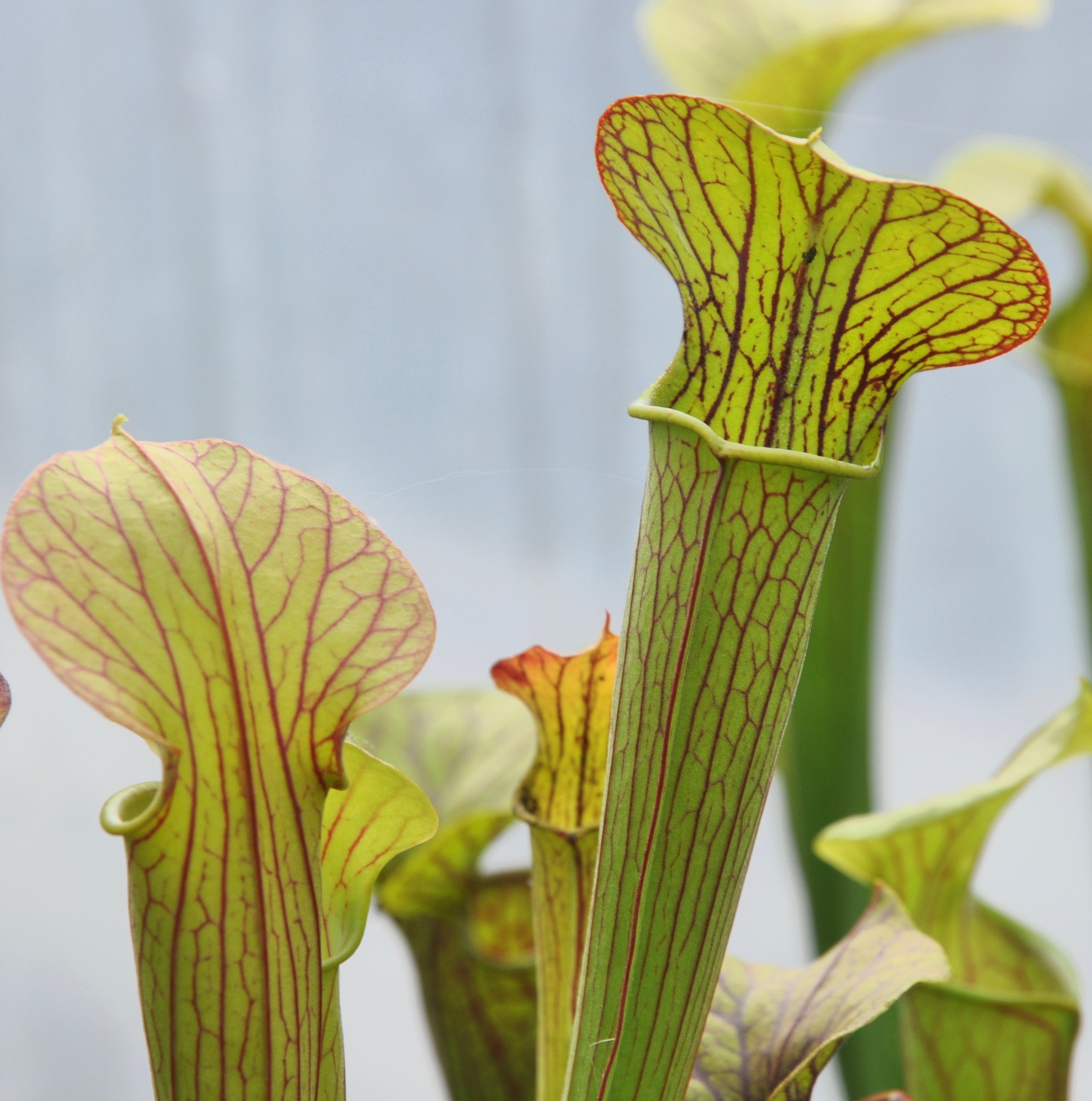 Carniflore Sarracenia popei plante carnivore 11cm veinée