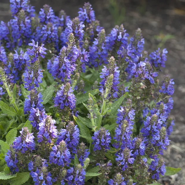 Bakker Sauge des bois Marcus vivace violette pot 9cm