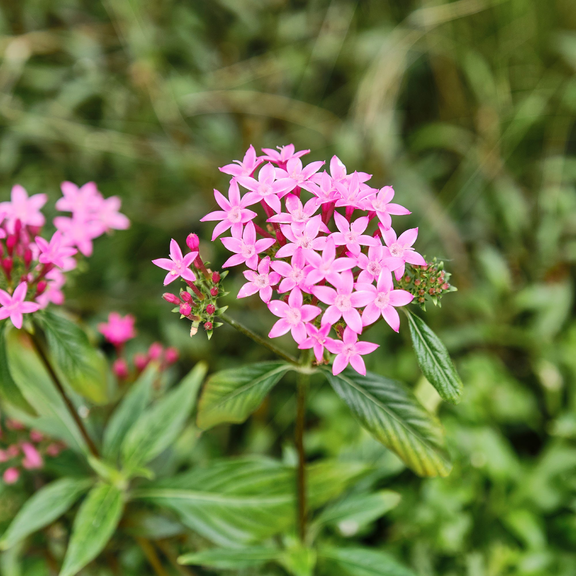Bakker Pentas rose étoilée pot Ø10,5 cm papillons