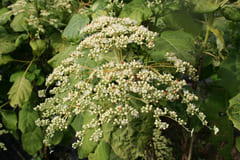 Les Hortensias du Haut Bois Sikokiana Hydrangea aspera hortensia fleurs plates