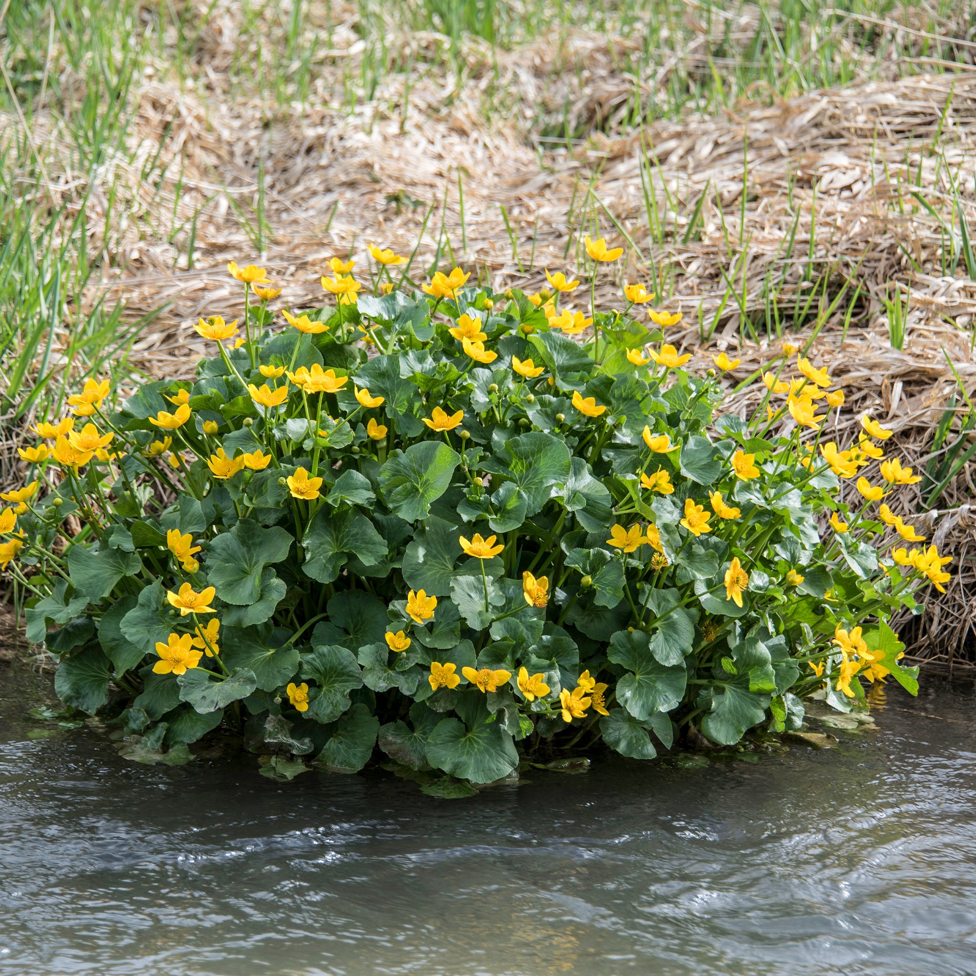 Bakker Plantes de bassin Populage des marais souci d’eau pot jaune