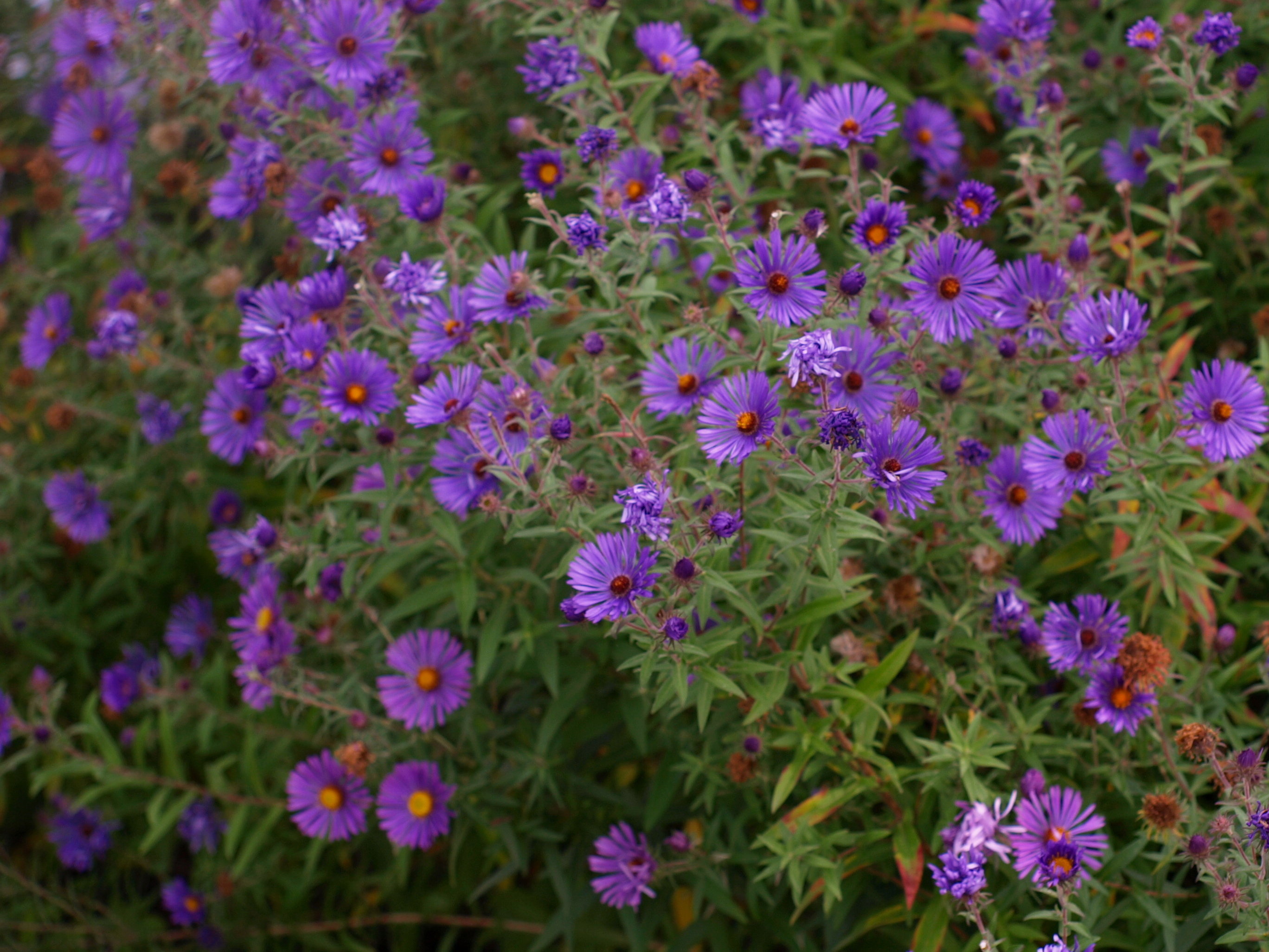 Passion Vivaces ASTER novae-angliae Constance vivace godet violet
