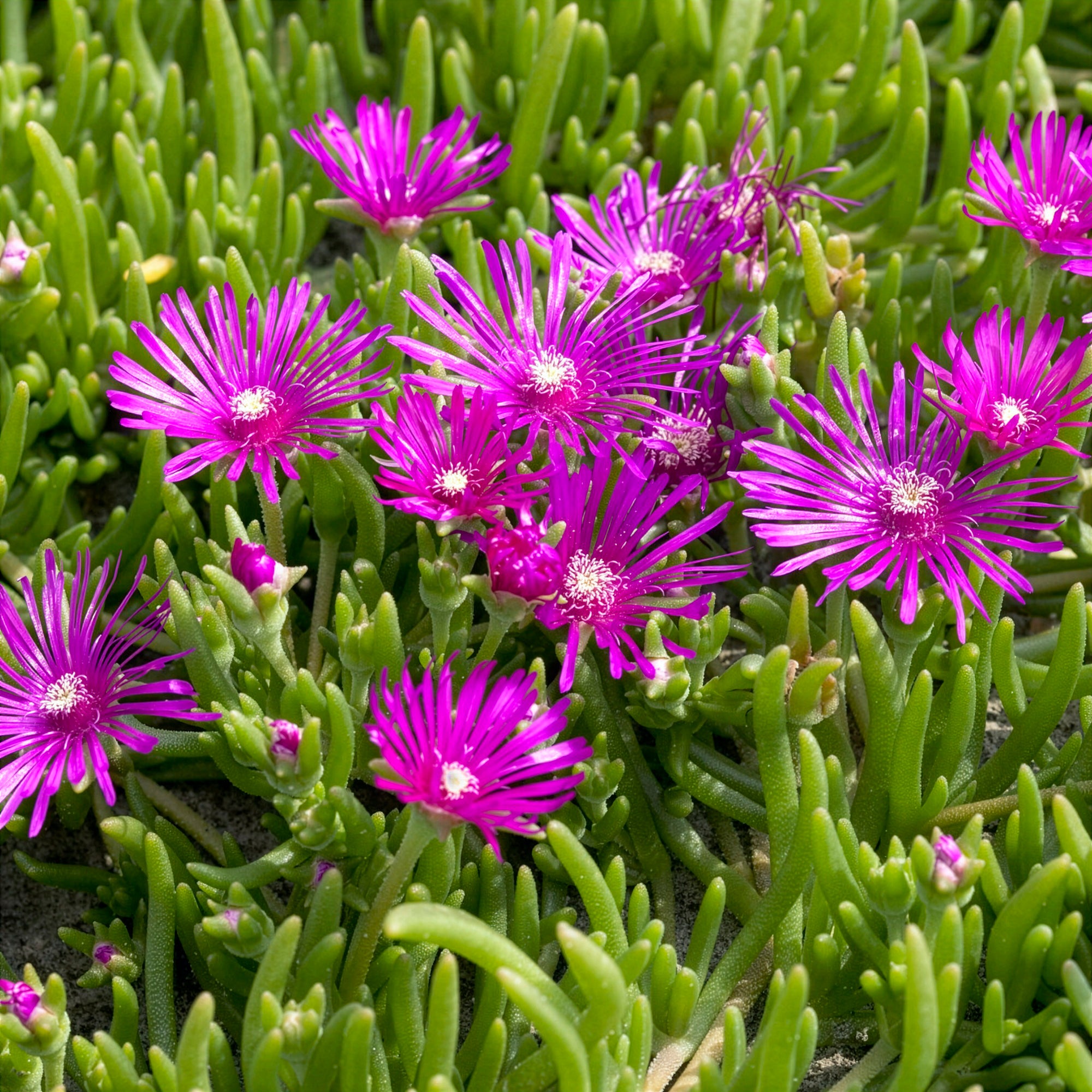Bakker Delosperma de Cooper vivace fuchsia pot Ø 9cm