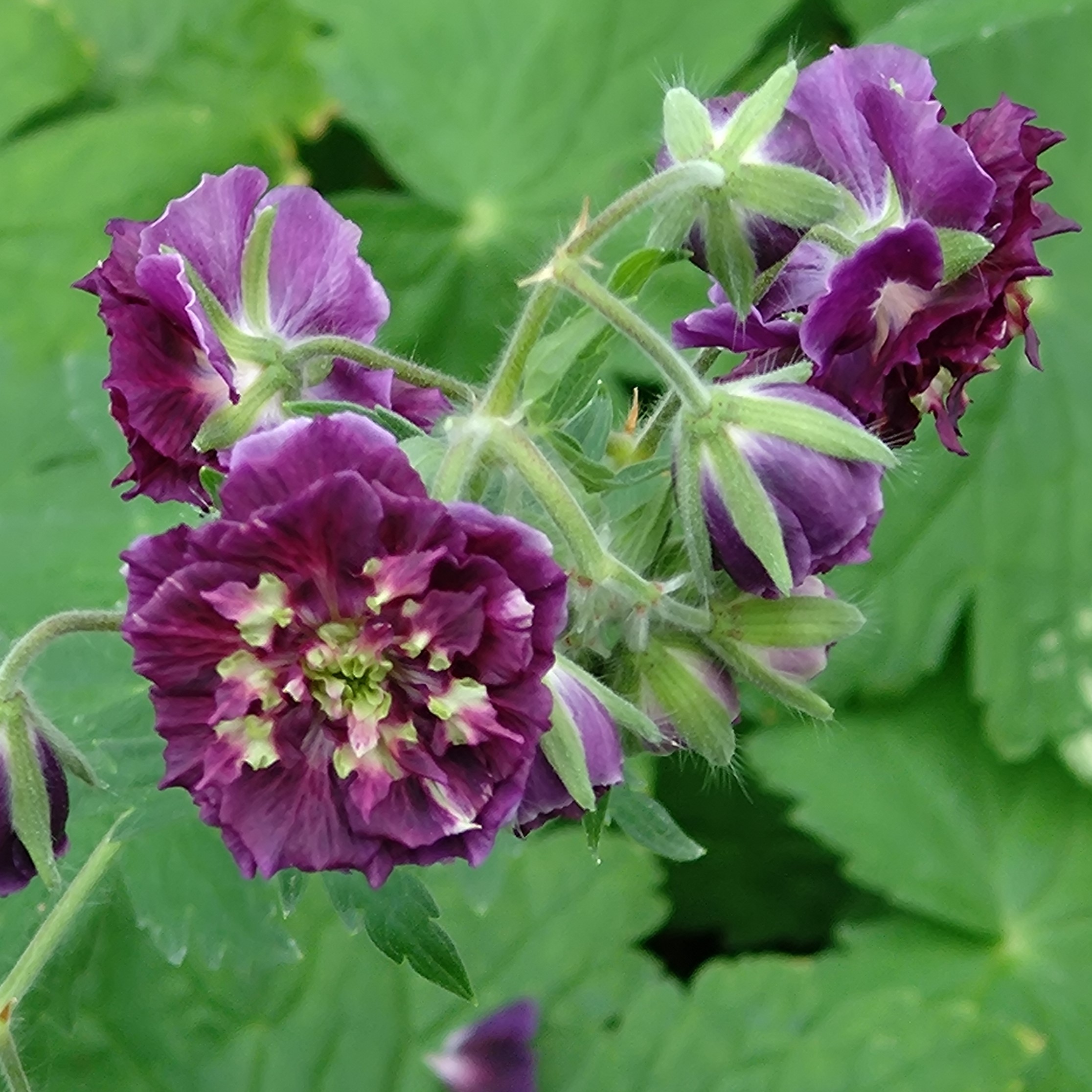 Passion Vivaces Géranium phaeum Joseph Green plante vivace pot 1L double
