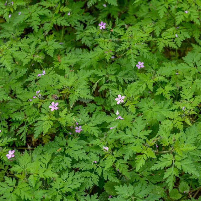 Bakker Géranium Herbe à Robert vivace pot Ø 9 cm violet