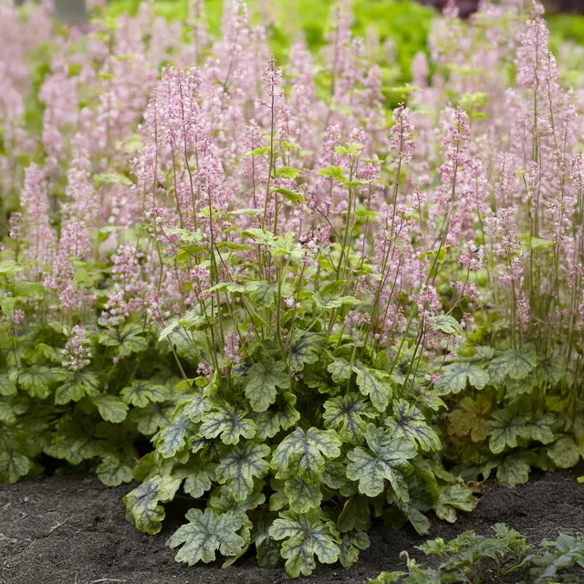 Bakker Heucherella Tapestry vivace pot 9cm persistant