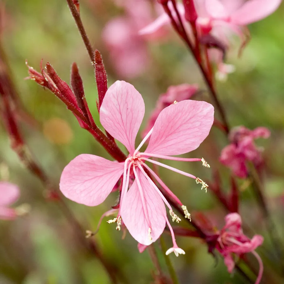 Bakker Gaura Blaze plante vivace pot Ø 9cm fleurs rouges