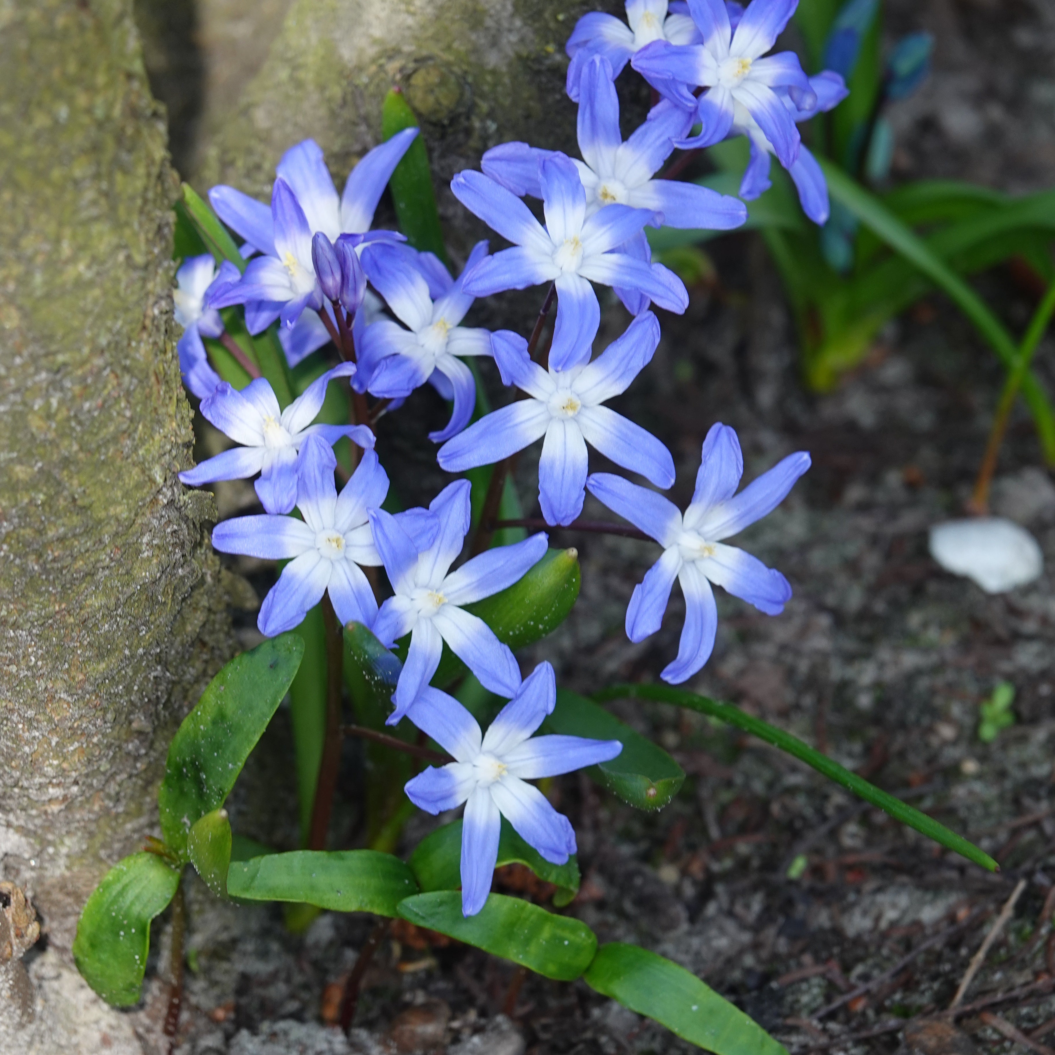 Bakker Bulbes à fleurs Gloire des Neiges Forbesii 20 bulbes bleus