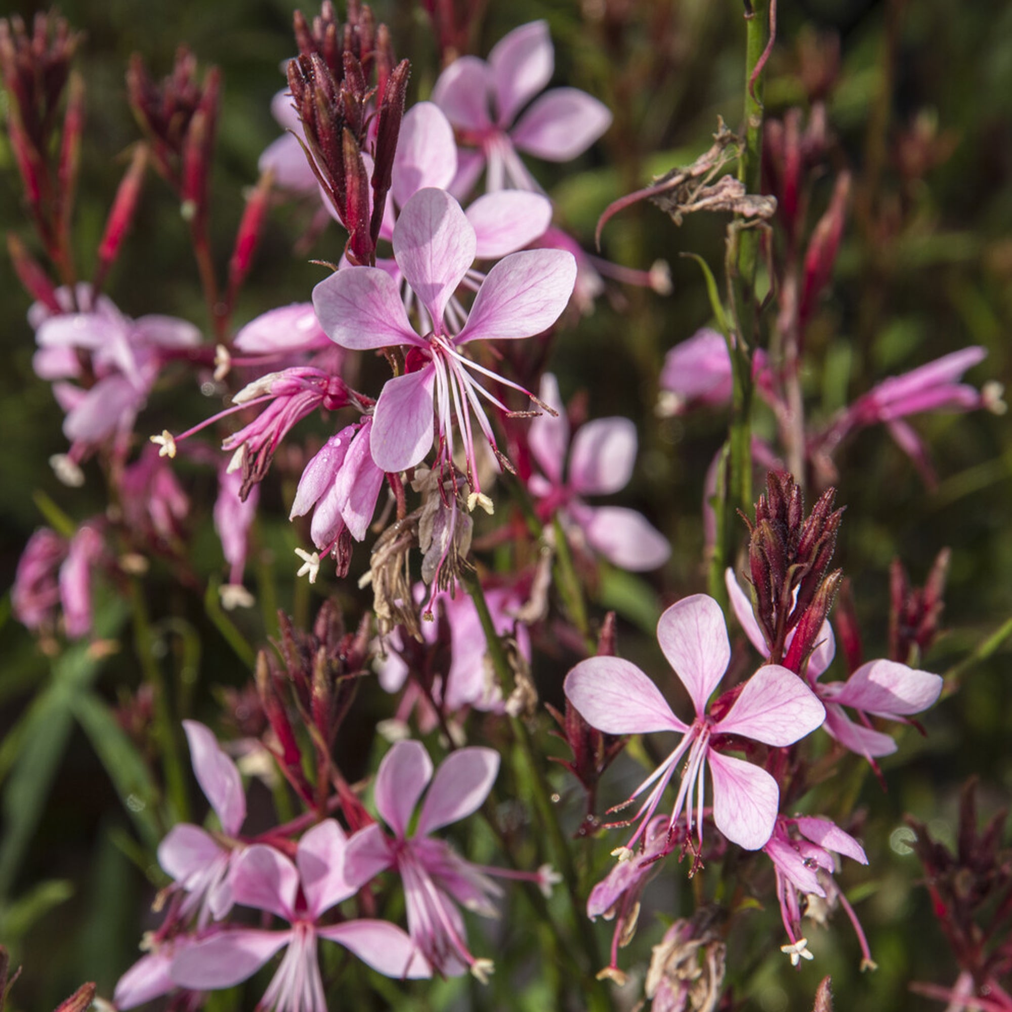 Bakker Gaura Baby Butterfly Dark Pink vivace pot 8cm rose