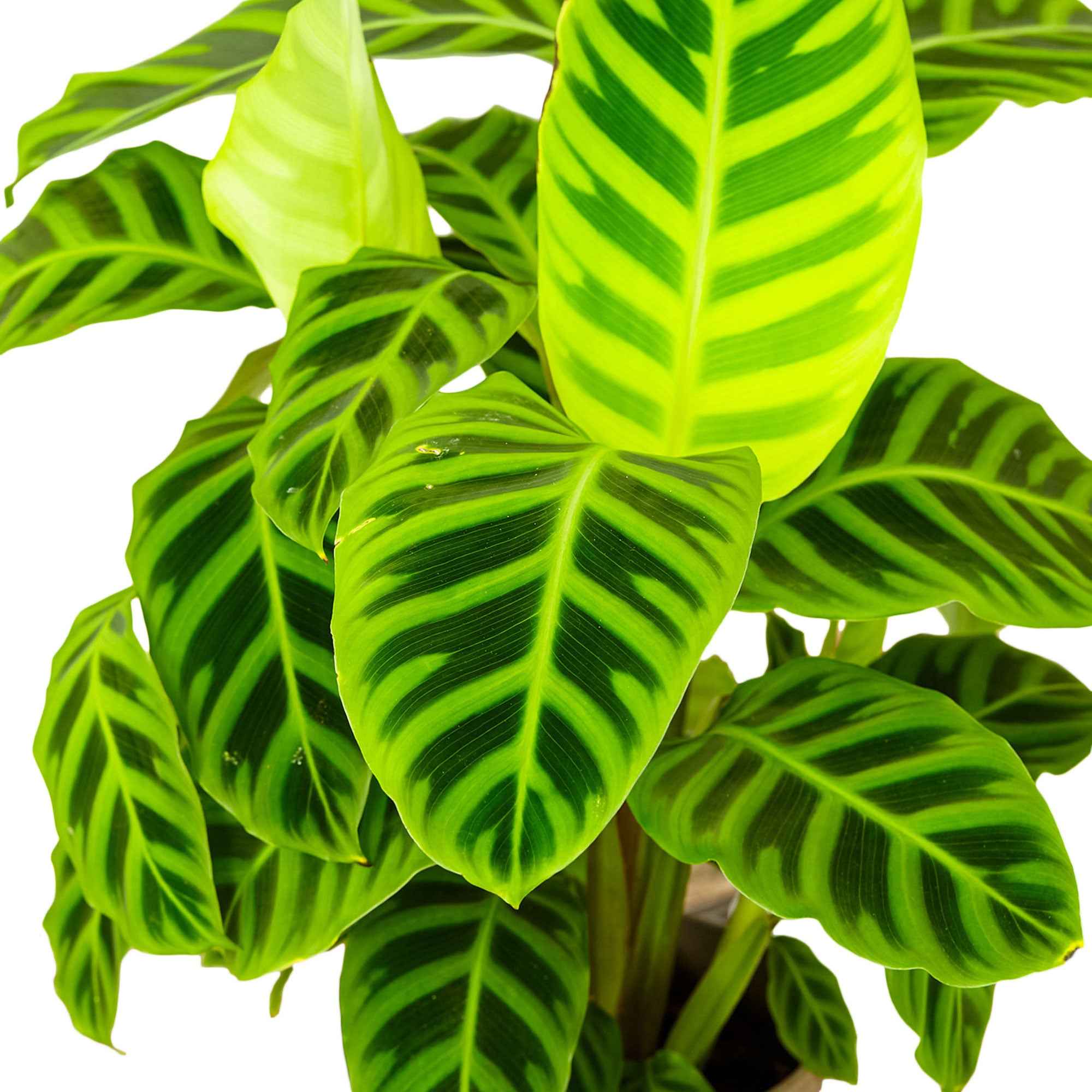 Bakker Calathea zebrina plante d'intérieur pot Ø 19cm 70-90cm