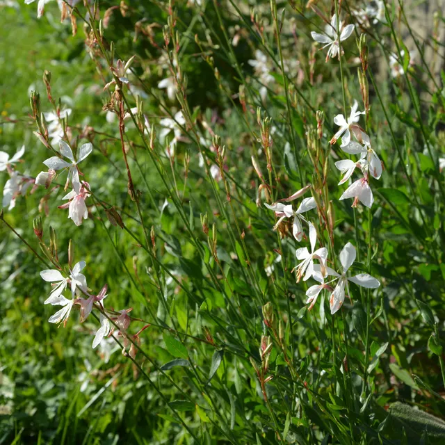Bakker Gaura The Bride graines sachet 25 graines