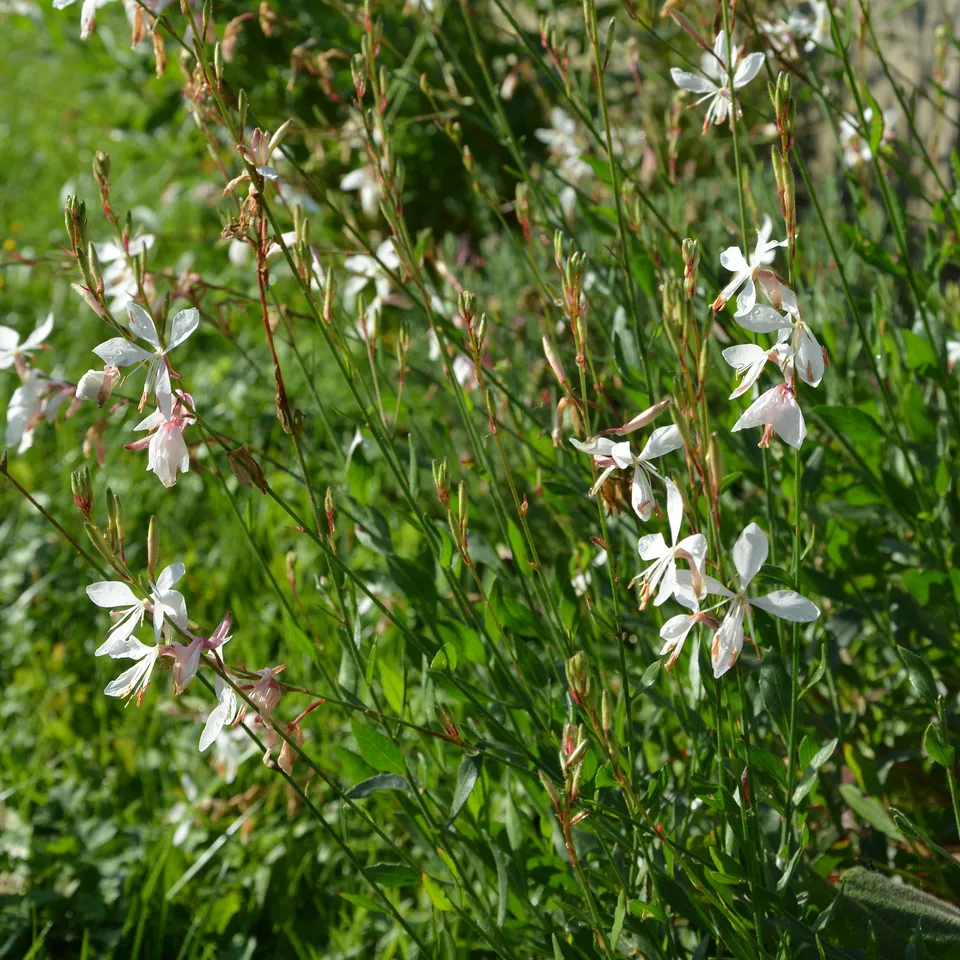 Bakker Gaura The Bride graines sachet 25 graines