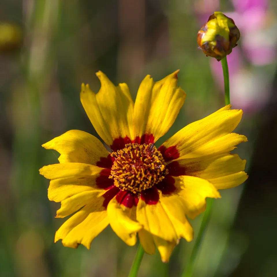 Bakker Coreopsis Sterntaler oeil de jeune fille pot 9cm jaune