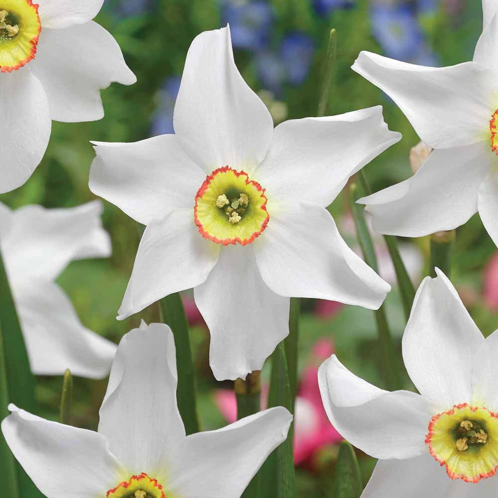 Bakker Bulbes à fleurs Narcisses Recurvus 10 bulbes parfumé