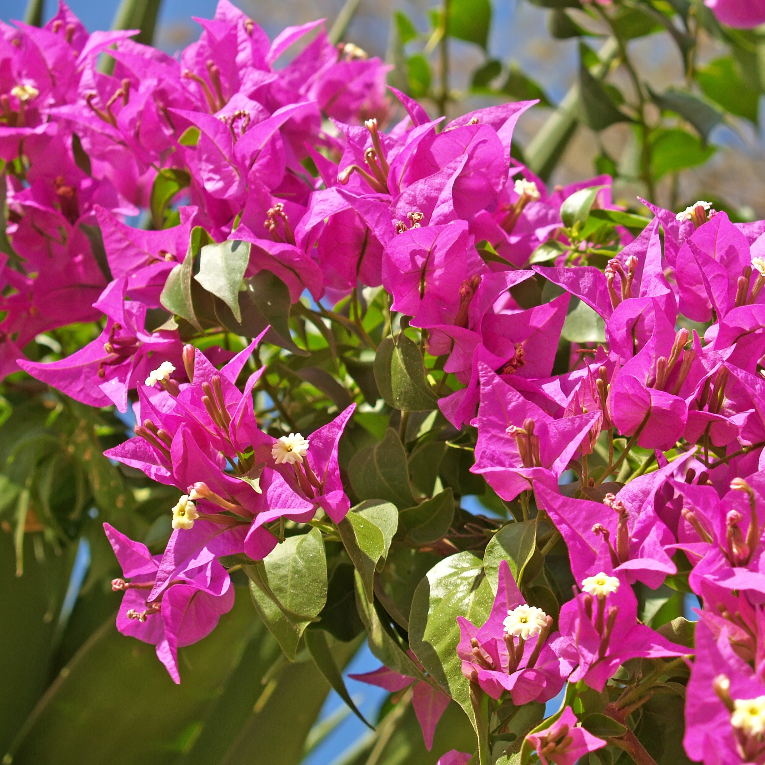 Bakker Plantes d'extérieur Bougainvillier Vera Deep Purple pot 12cm violet