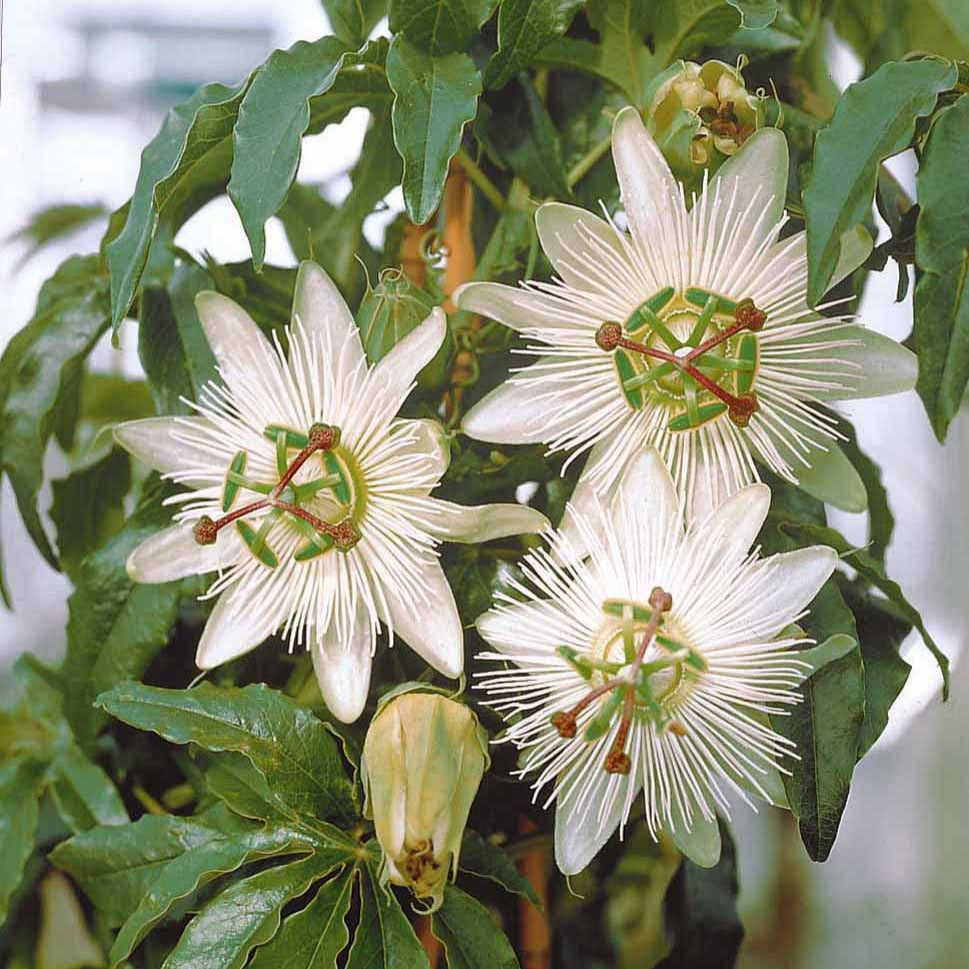 Bakker Passiflore Constance Elliot plante grimpante pot 2L blanc crème